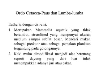 Ordo Cetacea-Paus dan Lumba-lumba
Eutheria dengan ciri-ciri:
1. Merupakan Mammalia aquatik yang tidak
berambut, stremlined yang mempunyai ukuran
medium sampai sabfat besar. Mencari makan
sebagai predator atau sebagai pemakan plankton
tergantung pada golongannya.
2. Kaki muka dimodifikasi menjadi alat berenang
seperti dayung yang dari luar tidak
menempakkan adanya jari atau cakar.
 