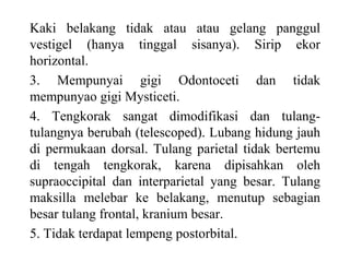 Kaki belakang tidak atau atau gelang panggul
vestigel (hanya tinggal sisanya). Sirip ekor
horizontal.
3. Mempunyai gigi Odontoceti dan tidak
mempunyao gigi Mysticeti.
4. Tengkorak sangat dimodifikasi dan tulang-
tulangnya berubah (telescoped). Lubang hidung jauh
di permukaan dorsal. Tulang parietal tidak bertemu
di tengah tengkorak, karena dipisahkan oleh
supraoccipital dan interparietal yang besar. Tulang
maksilla melebar ke belakang, menutup sebagian
besar tulang frontal, kranium besar.
5. Tidak terdapat lempeng postorbital.
 