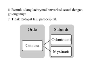 6. Bentuk tulang lachrymal bervariasi sesuai dengan
golongannya.
7. Tidak terdapat taju paroccipital.
SubordoOrdo
Cetacea
Odontoceti
Mysticeti
 