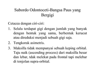 Subordo Odontoceti-Bangsa Paus yang
Bergigi
Cetacea dengan ciri-ciri:
1. Selalu terdapat gigi dengan jumlah yang banyak
dengan bentuk yang sama, berbentuk kerucut
atau direduksi menjadi sebuah gigi saja.
2. Tengkorak asimetris.
3. Maksilla tidak mempunyai sebuah keping orbital.
Taju naik (ascending process) dari maksilla besar
dan lebar, tdak melekat pada frontal tapi melebar
di tonjolan supra-orbital.
 