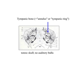 Tympanic bone (="annulus" or "tympanic ring")
tenrec skull; no auditory bulla
 