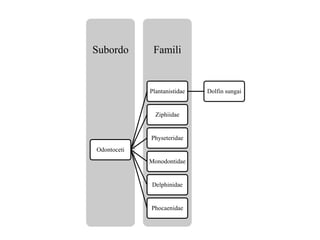 FamiliSubordo
Odontoceti
Plantanistidae Dolfin sungai
Ziphiidae
Physeteridae
Monodontidae
Delphinidae
Phocaenidae
 