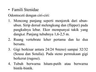 • Famili Stenidae
Odontoceti dengan ciri-ciri:
1. Moncong panjang seperti menjorok dari ubun-
ubun. Sirip dorsal melengkung dan (flipper) pada
pangkalnya lebar. Ekor mempunyai takik yang
dangkal. Panjang tubuhnya 1,6-2,5 m.
2. Ruang vertebrate leher pertama dan ke dua
bersatu.
3. Gigi berkisar antara 24/24 9steno) sampai 32/32
(Sousa dan Sotalia). Pada steno permukaan gigi
berkerut (rugose).
4. Tubuh berwarna hitam-putih atau berwarna
bintik-bintik.
 