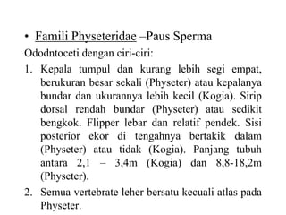 • Famili Physeteridae –Paus Sperma
Ododntoceti dengan ciri-ciri:
1. Kepala tumpul dan kurang lebih segi empat,
berukuran besar sekali (Physeter) atau kepalanya
bundar dan ukurannya lebih kecil (Kogia). Sirip
dorsal rendah bundar (Physeter) atau sedikit
bengkok. Flipper lebar dan relatif pendek. Sisi
posterior ekor di tengahnya bertakik dalam
(Physeter) atau tidak (Kogia). Panjang tubuh
antara 2,1 – 3,4m (Kogia) dan 8,8-18,2m
(Physeter).
2. Semua vertebrate leher bersatu kecuali atlas pada
Physeter.
 