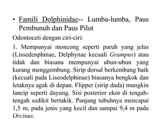 • Famili Dolphinidae-- Lumba-lumba, Paus
Pembunuh dan Paus Pilot
Odontoceti dengan ciri-ciri:
1. Mempunyai moncong seperti paruh yang jelas
(Lissedenphinae, Delphynae kecuali Grampus) atau
tidak dan biasana mempunyai ubun-ubun yang
kurang menggembung. Sirip dorsal berkembang baik
(kecuali pada Liseodelphinae) biasanya bengkok dan
letaknya agak di depan. Flipper (sirip dada) mungkin
lancip seperti dayung. Sisi posterior ekor di tengah-
tengah sedikit bertakik. Panjang tubuhnya mencapai
1,5 m, pada jenis yang kecil dan sampai 9,4 m pada
Orcinus.
 