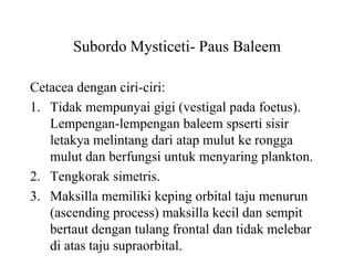 Subordo Mysticeti- Paus Baleem
Cetacea dengan ciri-ciri:
1. Tidak mempunyai gigi (vestigal pada foetus).
Lempengan-lempengan baleem spserti sisir
letakya melintang dari atap mulut ke rongga
mulut dan berfungsi untuk menyaring plankton.
2. Tengkorak simetris.
3. Maksilla memiliki keping orbital taju menurun
(ascending process) maksilla kecil dan sempit
bertaut dengan tulang frontal dan tidak melebar
di atas taju supraorbital.
 