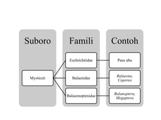 ContohFamiliSuboro
Mysticeti
Eschrichtiidae Paus abu
Balaenidae
Balaeena,
Caperea
Balaeenoptenidae
Balanoptera,
Megaptera
 