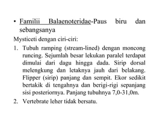 • Familii Balaenoteridae-Paus biru dan
sebangsanya
Mysticeti dengan ciri-ciri:
1. Tubuh ramping (stream-lined) dengan moncong
runcing. Sejumlah besar lekukan paralel terdapat
dimulai dari dagu hingga dada. Sirip dorsal
melengkung dan letaknya jauh dari belakang.
Flipper (sirip) panjang dan sempit. Ekor sedikit
bertakik di tengahnya dan berigi-rigi sepanjang
sisi posteriornya. Panjang tubuhnya 7,0-31,0m.
2. Vertebrate leher tidak bersatu.
 