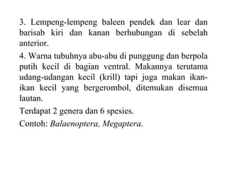 3. Lempeng-lempeng baleen pendek dan lear dan
barisab kiri dan kanan berhubungan di sebelah
anterior.
4. Warna tubuhnya abu-abu di punggung dan berpola
putih kecil di bagian ventral. Makannya terutama
udang-udangan kecil (krill) tapi juga makan ikan-
ikan kecil yang bergerombol, ditemukan disemua
lautan.
Terdapat 2 genera dan 6 spesies.
Contoh: Balaenoptera, Megaptera.
 