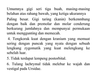Umumnya gigi seri tiga buah, masing-masing
belahan atas rahang bawah, yang ketiga ukurannya
Paling besar. Gigi taring (kanin) berkenmbang
dengan baik dan premolar dan molar cenderung
berkurang jumlahnya dan mempunyai permukaan
untuk menggunting dan memecah.
4. Tengkorak kuat dengan kranium yang memuat
sering dengan puncak yang nyata dengan sebuah
lengkung zygomatik yang kuat melengkung ke
sebelah luar.
5. Tidak terdapat lempeng postorbital.
6. Tulang lachrymal tidak melebar ke wajah dan
vestigal pada Ursidae.
 