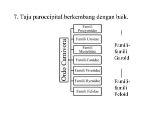 7. Taju paroccipital berkembang dengan baik.
OrdoCarnivora
Famili
Procyonidae
Famili Ursidae
Famili
Mustelidae
Famili Canidae
Famili Viveridae
Famili Hyenidae
Famili Felidae
|
Famili-
famili
Garold
|
|
Famili-
famili
Feloid
 