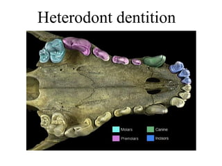 Heterodont dentition
 