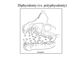 Diphyodonty (vs. polyphyodonty)
 