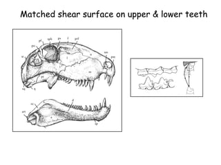 Matched shear surface on upper & lower teeth
 