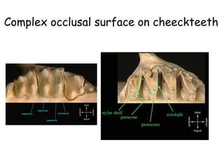 Complex occlusal surface on cheeckteeth
 