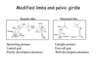Modified limbs and pelvic girdle
Reptile-like Mammal-like
Sprawling posture Upright posture
Lateral gait Fore-aft gait
Poorly developed calcaneus Well-developed calcaneus
calcaneus
fibula
femur
tibia
pelvic
girdle
calcaneus
fibula
tibia
femur
astragalus
astragalus
 