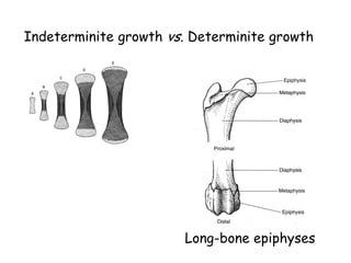 Indeterminite growth vs. Determinite growth
Long-bone epiphyses
 