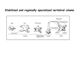 Stabilized and regionally specialized vertebral column
 