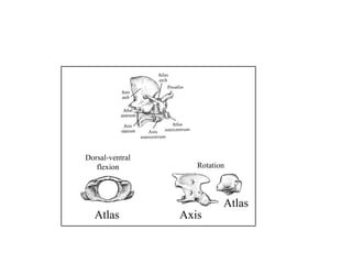 Atlas
Atlas Axis
Dorsal-ventral
flexion Rotation
 