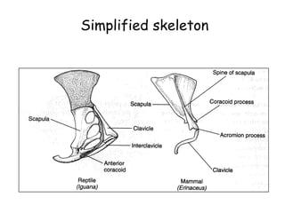 Simplified skeleton
 
