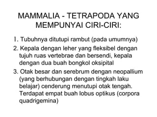 MAMMALIA - TETRAPODA YANG
MEMPUNYAI CIRI-CIRI:
1. Tubuhnya ditutupi rambut (pada umumnya)
2. Kepala dengan leher yang fleksibel dengan
tujuh ruas vertebrae dan bersendi, kepala
dengan dua buah bongkol oksipital
3. Otak besar dan serebrum dengan neopallium
(yang berhubungan dengan tingkah laku
belajar) cenderung menutupi otak tengah.
Terdapat empat buah lobus optikus (corpora
quadrigemina)
 