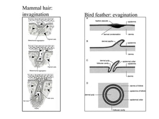 Mammal hair:
invagination Bird feather: evagination
 