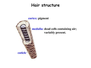 cuticle
cortex: pigment
medulla: dead cells containing air;
variably present.
Hair structure
 