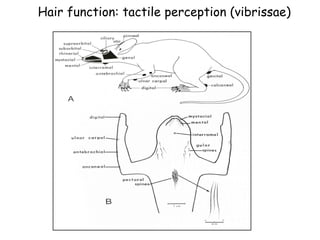 Hair function: tactile perception (vibrissae)
 