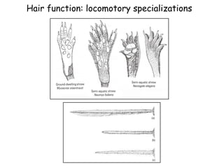 Hair function: locomotory specializations
 