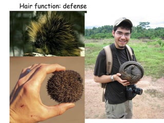 Hair function: defense
 