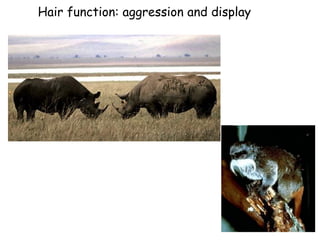 Hair function: aggression and display
 