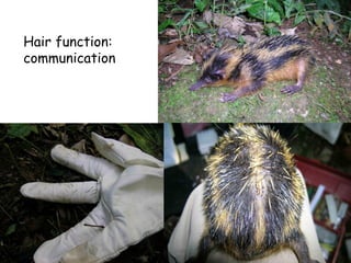 Hair function:
communication
 