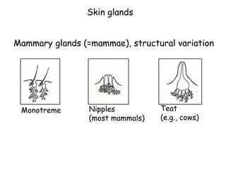 Mammary glands (=mammae), structural variation
Monotreme Nipples
(most mammals)
Teat
(e.g., cows)
Skin glands
 