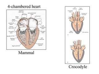 4-chambered heart
Mammal
Crocodyle
 