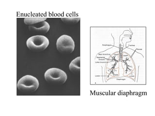 Enucleated blood cells
Muscular diaphragm
 