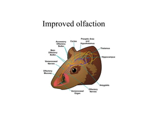 Improved olfaction
 