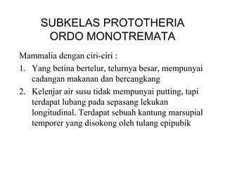 SUBKELAS PROTOTHERIA
ORDO MONOTREMATA
Mammalia dengan ciri-ciri :
1. Yang betina bertelur, telurnya besar, mempunyai
cadangan makanan dan bercangkang
2. Kelenjar air susu tidak mempunyai putting, tapi
terdapat lubang pada sepasang lekukan
longitudinal. Terdapat sebuah kantung marsupial
temporer yang disokong oleh tulang epipubik
 