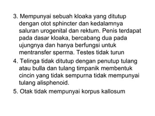 3. Mempunyai sebuah kloaka yang ditutup
dengan otot sphincter dan kedalamnya
saluran urogenital dan rektum. Penis terdapat
pada dasar kloaka, bercabang dua pada
ujungnya dan hanya berfungsi untuk
mentransfer sperma. Testes tidak turun
4. Telinga tidak ditutup dengan penutup tulang
atau bulla dan tulang timpanik membentuk
cincin yang tidak sempurna tidak mempunyai
tulang alisphenoid.
5. Otak tidak mempunyai korpus kallosum
 