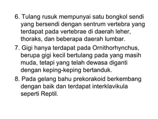 6. Tulang rusuk mempunyai satu bongkol sendi
yang bersendi dengan sentrum vertebra yang
terdapat pada vertebrae di daerah leher,
thoraks, dan beberapa daerah lumbar.
7. Gigi hanya terdapat pada Ornithorhynchus,
berupa gigi kecil bertulang pada yang masih
muda, tetapi yang telah dewasa diganti
dengan keping-keping bertanduk.
8. Pada gelang bahu prekorakoid berkembang
dengan baik dan terdapat interklavikula
seperti Reptil.
 