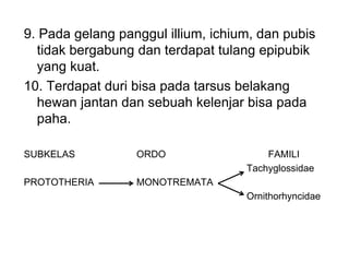 9. Pada gelang panggul illium, ichium, dan pubis
tidak bergabung dan terdapat tulang epipubik
yang kuat.
10. Terdapat duri bisa pada tarsus belakang
hewan jantan dan sebuah kelenjar bisa pada
paha.
SUBKELAS ORDO FAMILI
Tachyglossidae
PROTOTHERIA MONOTREMATA
Ornithorhyncidae
 