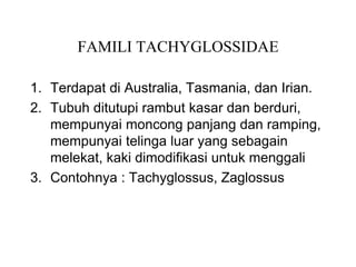FAMILI TACHYGLOSSIDAE
1. Terdapat di Australia, Tasmania, dan Irian.
2. Tubuh ditutupi rambut kasar dan berduri,
mempunyai moncong panjang dan ramping,
mempunyai telinga luar yang sebagain
melekat, kaki dimodifikasi untuk menggali
3. Contohnya : Tachyglossus, Zaglossus
 