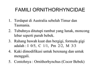 FAMILI ORNITHORHYNCIDAE
1. Terdapat di Australia sebelah Timur dan
Tasmania.
2. Tubuhnya ditutupi rambut yang lunak, moncong
lebar seperti paruh bebek.
3. Rahang bawah kuat dan bergigi, formula gigi
adalah : I 0/5, C 1/1, Pm 2/2, M 3/3
4. Kaki dimodifikasi untuk berenang dan untuk
menggali.
5. Contohnya : Ornithorhynchus (Cocor Bebek)
 