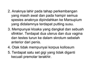 2. Anaknya lahir pada tahap perkembangan
yang masih awal dan pada hampir semua
spesies anaknya dipindahkan ke Marsupium
yang didalamnya terdapat putting susu.
3. Mempunyai kloaka yang dangkal dan sebuah
sfinkter. Terdapat dua uterus dan dua vagina
dan testes turun ke dalam skrotum sebelah
anterior dari penis.
4. Otak tidak mempunyai korpus kollosum
5. Terdapat satu set gigi yang tidak diganti
kecuali premolar terakhir.
 
