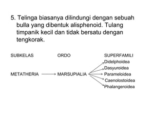 5. Telinga biasanya dilindungi dengan sebuah
bulla yang dibentuk alisphenoid. Tulang
timpanik kecil dan tidak bersatu dengan
tengkorak.
SUBKELAS ORDO SUPERFAMILI
Didelphoidea
Dasyuroidea
METATHERIA MARSUPIALIA Parameloidea
Caenolostoidea
Phalangeroidea
 