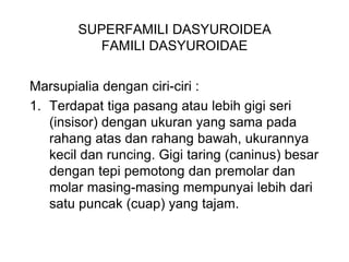 SUPERFAMILI DASYUROIDEA
FAMILI DASYUROIDAE
Marsupialia dengan ciri-ciri :
1. Terdapat tiga pasang atau lebih gigi seri
(insisor) dengan ukuran yang sama pada
rahang atas dan rahang bawah, ukurannya
kecil dan runcing. Gigi taring (caninus) besar
dengan tepi pemotong dan premolar dan
molar masing-masing mempunyai lebih dari
satu puncak (cuap) yang tajam.
 