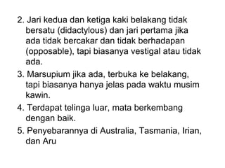 2. Jari kedua dan ketiga kaki belakang tidak
bersatu (didactylous) dan jari pertama jika
ada tidak bercakar dan tidak berhadapan
(opposable), tapi biasanya vestigal atau tidak
ada.
3. Marsupium jika ada, terbuka ke belakang,
tapi biasanya hanya jelas pada waktu musim
kawin.
4. Terdapat telinga luar, mata berkembang
dengan baik.
5. Penyebarannya di Australia, Tasmania, Irian,
dan Aru
 