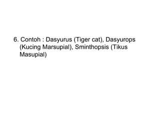 6. Contoh : Dasyurus (Tiger cat), Dasyurops
(Kucing Marsupial), Sminthopsis (Tikus
Masupial)
 