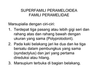 SUPERFAMILI PERAMELOIDEA
FAMILI PERAMELIDAE
Marsupialia dengan ciri-ciri:
1. Terdepat tiga pasang atau lebih gigi seri dan
rahang atas dan rahang bawah dengan
ukuran yang sama (Polyprotodont).
2. Pada kaki belakang jari ke dua dan ke tiga
bersatu dalam pembungkus yang sama
(syndactylus) dan jari yang pertama
direduksi atau hilang.
3. Marsupium terbuka di bagian belakang.
 