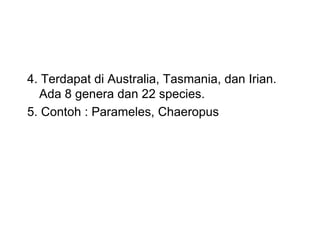 4. Terdapat di Australia, Tasmania, dan Irian.
Ada 8 genera dan 22 species.
5. Contoh : Parameles, Chaeropus
 