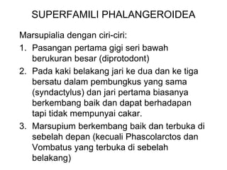 SUPERFAMILI PHALANGEROIDEA
Marsupialia dengan ciri-ciri:
1. Pasangan pertama gigi seri bawah
berukuran besar (diprotodont)
2. Pada kaki belakang jari ke dua dan ke tiga
bersatu dalam pembungkus yang sama
(syndactylus) dan jari pertama biasanya
berkembang baik dan dapat berhadapan
tapi tidak mempunyai cakar.
3. Marsupium berkembang baik dan terbuka di
sebelah depan (kecuali Phascolarctos dan
Vombatus yang terbuka di sebelah
belakang)
 